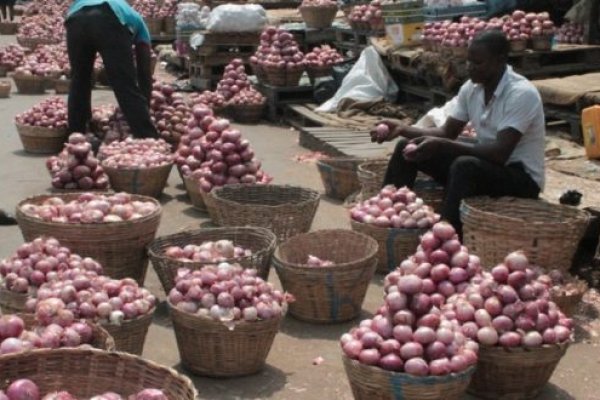Solaris dark onion